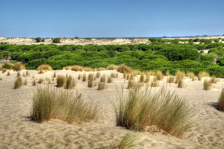 Startseite Ausflüge Jerez de la Frontera –Doñana Nationalpark – UNESCO Weltnaturerbe
