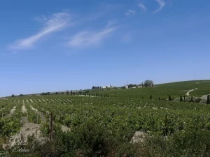 Entdecke die Fiesta de la Vendimia 2026 in Jerez